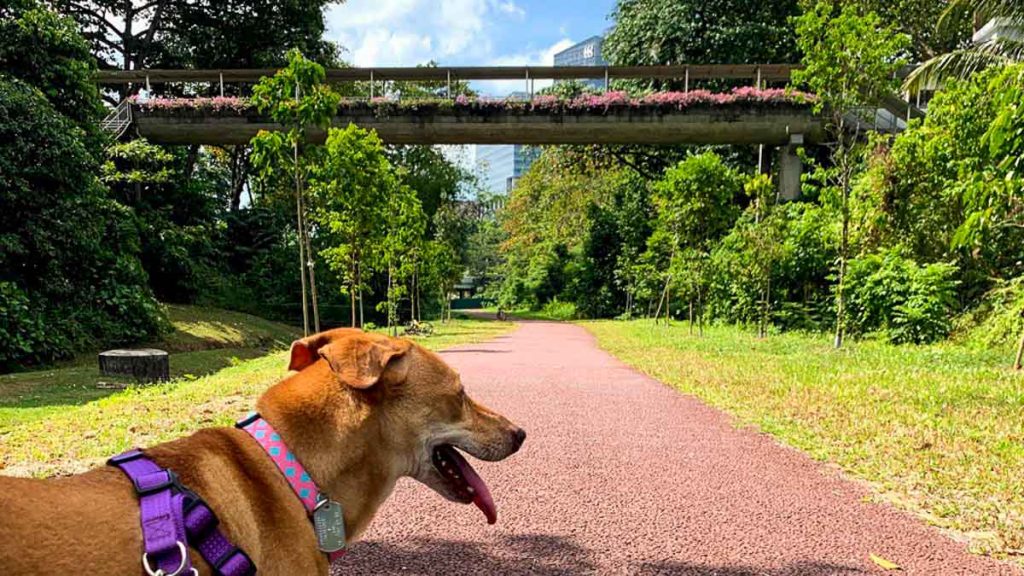 Walking dog at Green Corridor at Holland Drive - Things to do in Holland Village