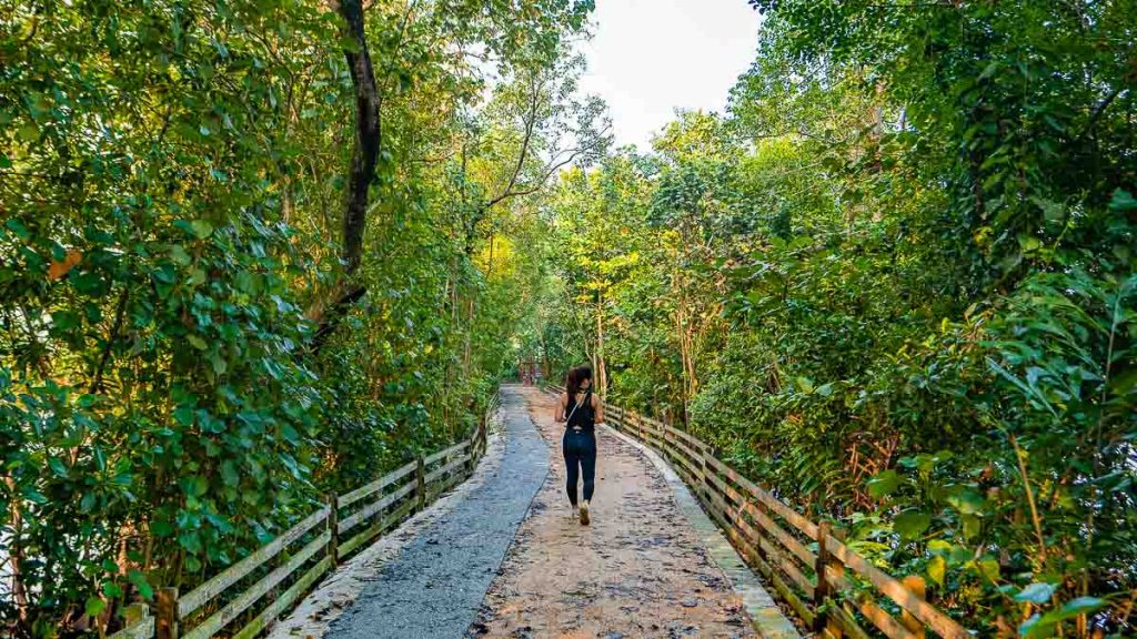 Hiker at Migratory Bird Trail - Sungei Buloh Wetland Reserve