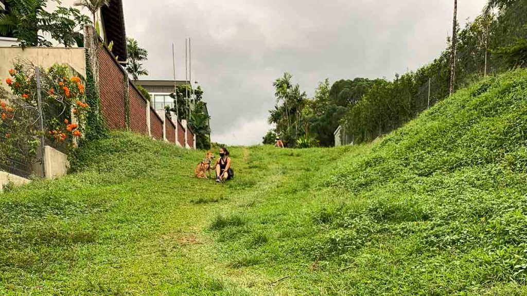 Chien sur une colline à Coronation Road West - Guide de quartier de Singapour