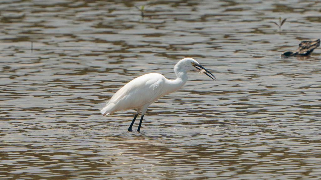 Little Egret Catching Food Wildlife - Sungei Buloh Wetland Reserve