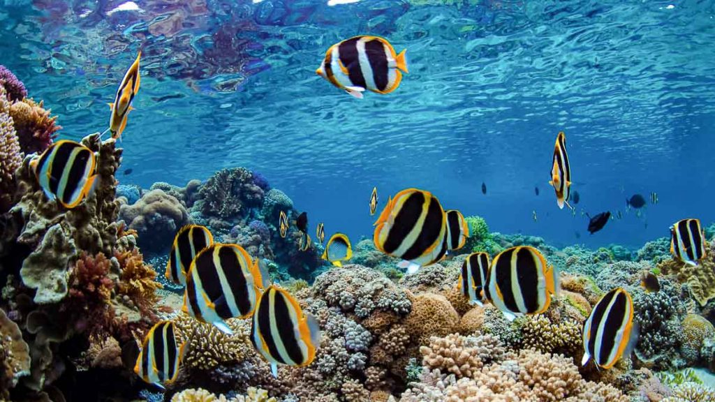 Lord Howe Island Snorkelling with Fishes - Unique Things to do in Australia