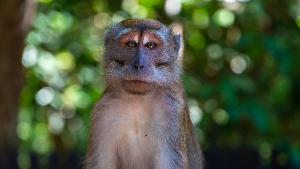 Macaque in Singapore's Pulau Ubin
