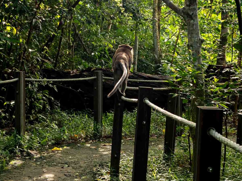 Macaques sighted - Hiking in Singapore