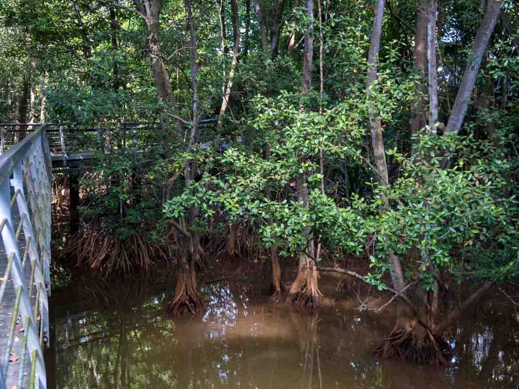 Mangroves spotted at Berlayer Creek Mangrove Trail - Labrador Nature Reserve