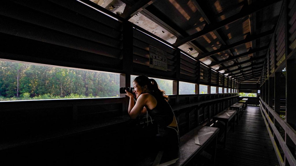 Migratory Bird Trail 1C Hide Interior - Sungei Buloh Nature Reserve Guide