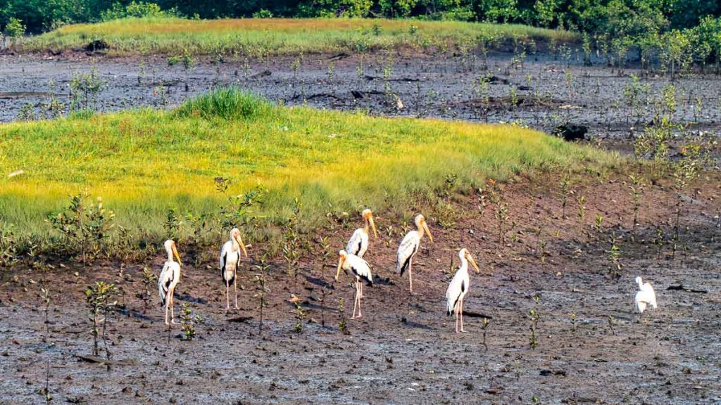 Migratory Bird Trail Buloh Tidal Pond Painted Stork - Sungei Buloh Nature Reserve Guide
