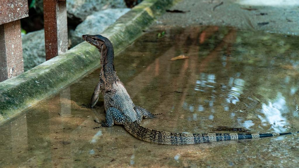 Migratory Bird Trail Monitor Lizard on Path - Best Hikes in Singapore