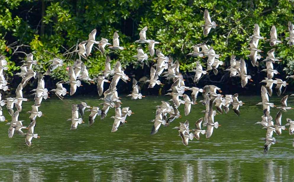 Migratory Birds - Best Hikes in Singapore