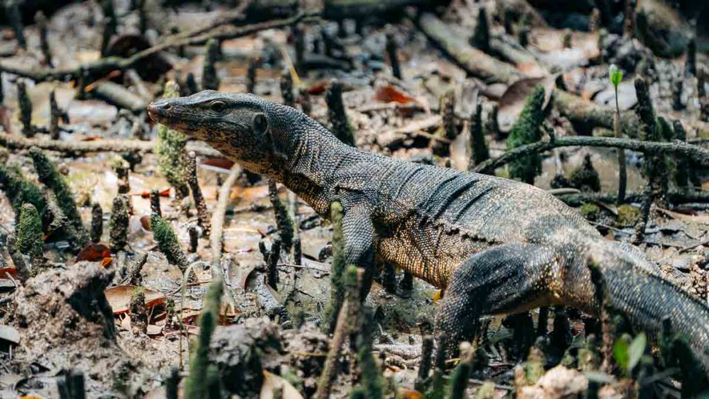 Monitor Lizard - Sungei Buloh Wetland Reserve