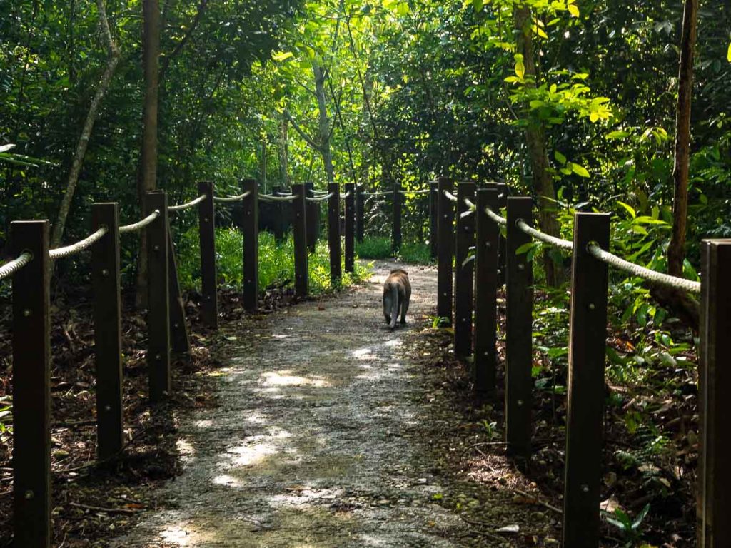 Monkey Sighted at Thomson Nature Park - Hiking in Singapore