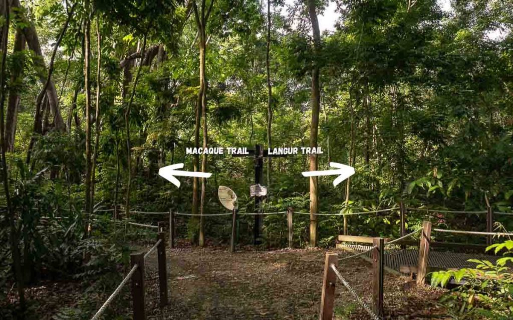Monkey Trails au Thomson Nature Park - Randonnée à Singapour