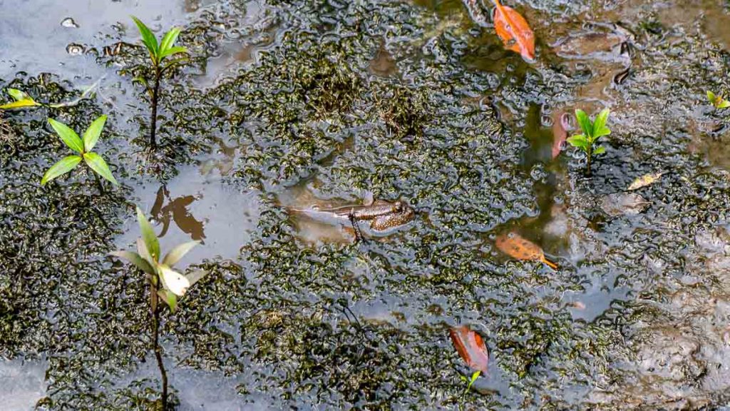 Mud Experience Mudskipper - Sungei Buloh Wetland Reserve Guide