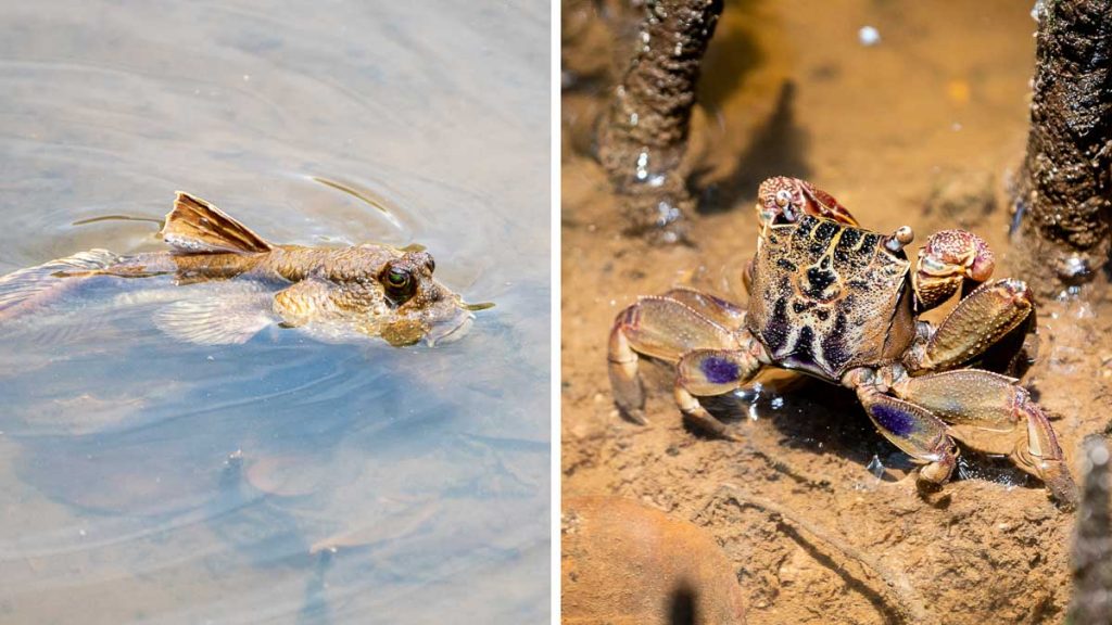 Mudskipper and Crab - Sungei Buloh Wetland Reserve Guide