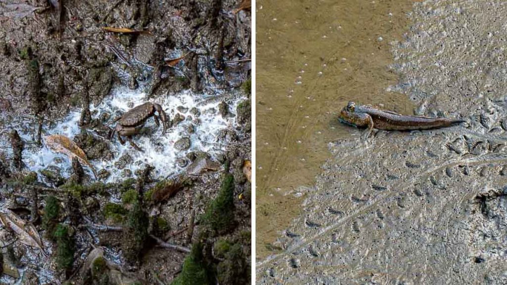 Mudskipper and Crab in the Mangroves during Low Tide - Sungei Buloh Wetland Reserve Guide