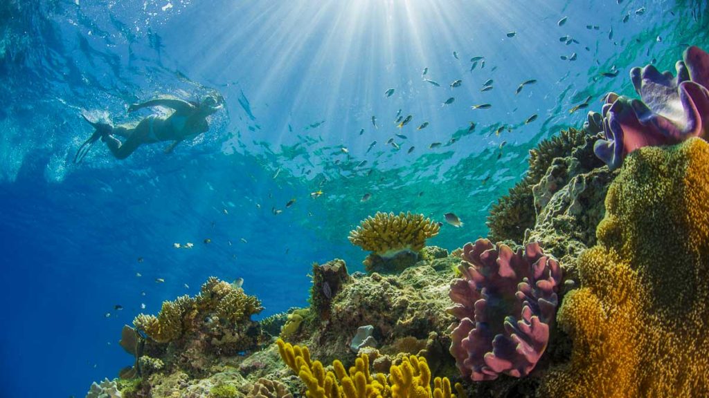 Passions of Paradise Reef Tour Great Barrier Reef Snorkelling - Best Things to do in Australia
