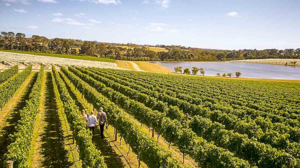 Pt Leo Estate Vineyard by the ocean - Things to do in Australia