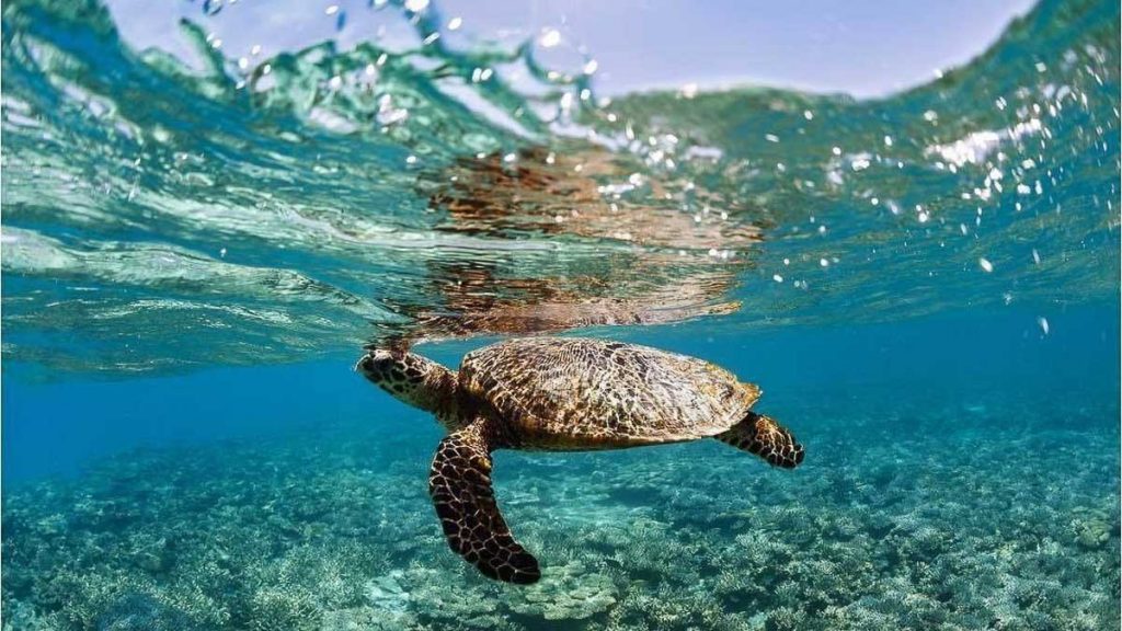 Queensland Bundaberg Lady Musgrave Island Sea Turtles - Unique Experiences in Australia