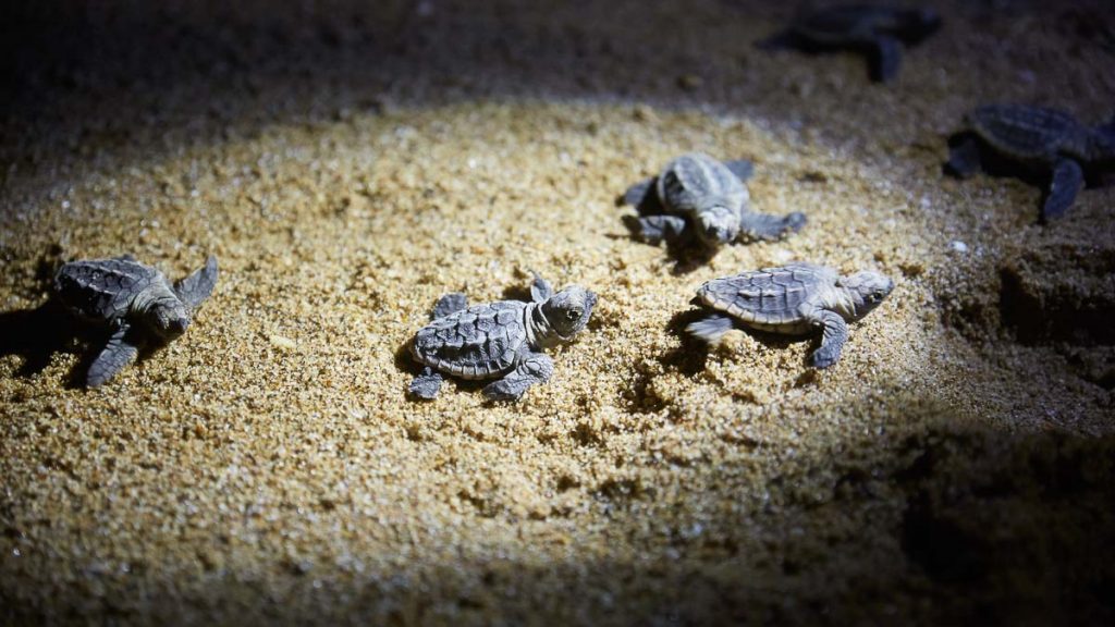 Queensland Mon Repos Conservation Park Baby Sea Turtles Hatching - Post COVID Travel Bucket List