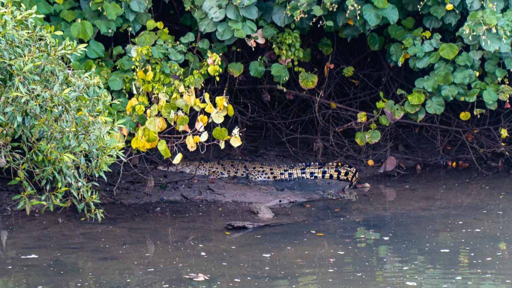 Singapore Nature Parks Migratory Bird Trail Estuarine Crocodile - Sungei Buloh Wetland Reserve Guide