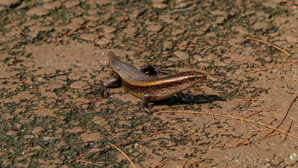 Common Sun Skink at the Forest Trail - Hikes in Singapore