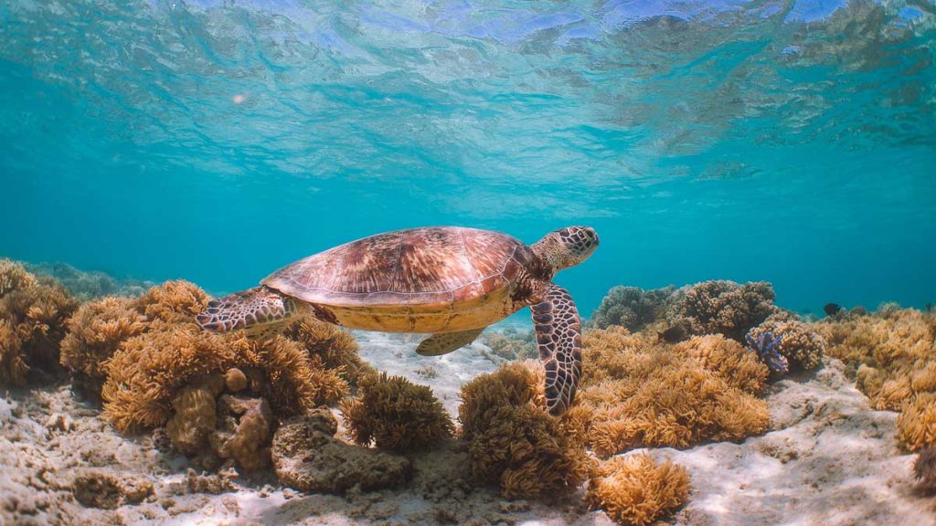 Snorkelling at the Great Barrier Reef Sea Turtle Sighting - Things to do in Australia