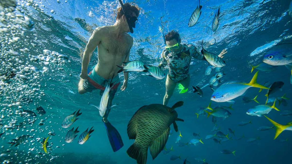 Great Barrier Reef Snorkelling - Best Things to do in Australia Queensland