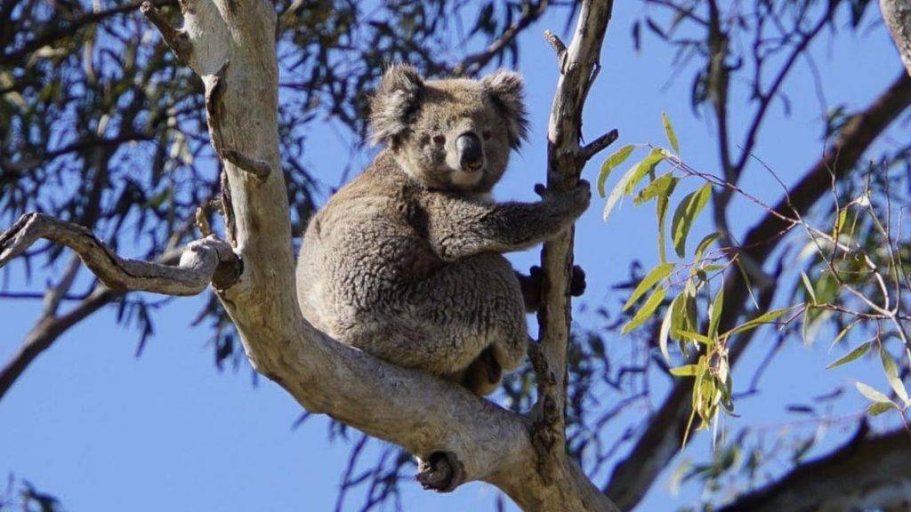 South Australia Murray River Safari Koala Sighting - Socially Distanced Experiences in Australia