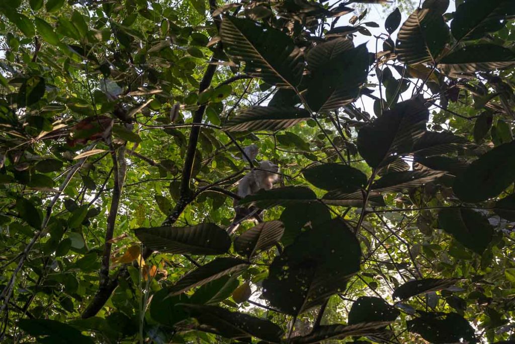 Macaques in the tree - Singapore Hikes