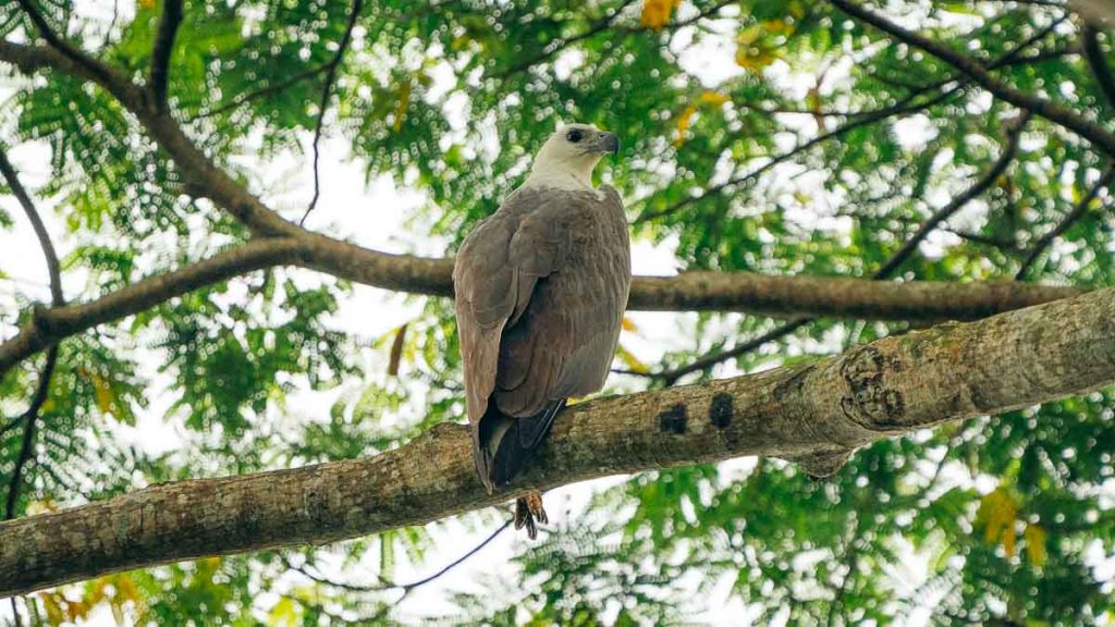 White-bellied Sea Eagle Wildlife - Sungei Buloh Wetland Reserve