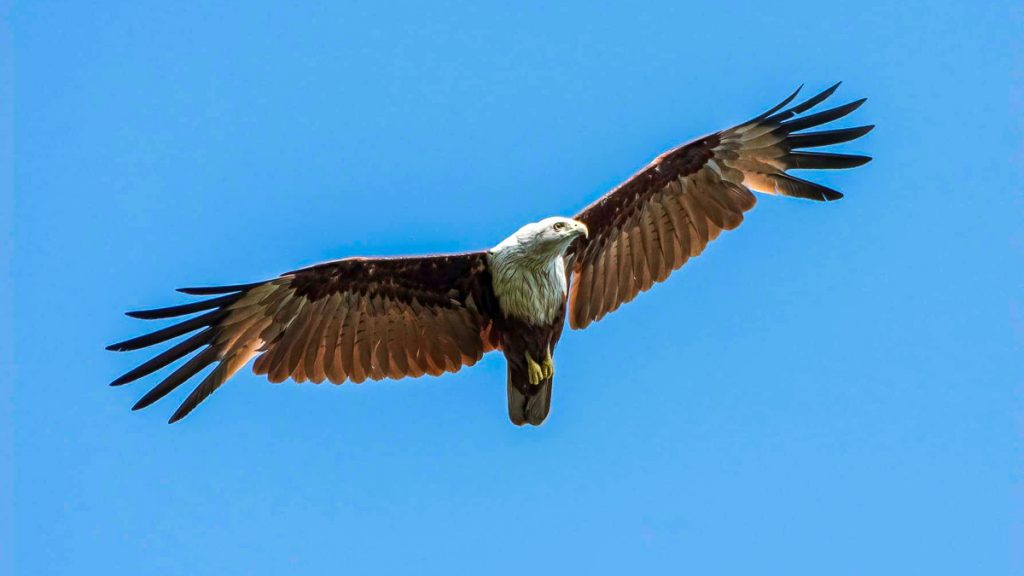 Brahminy Kite