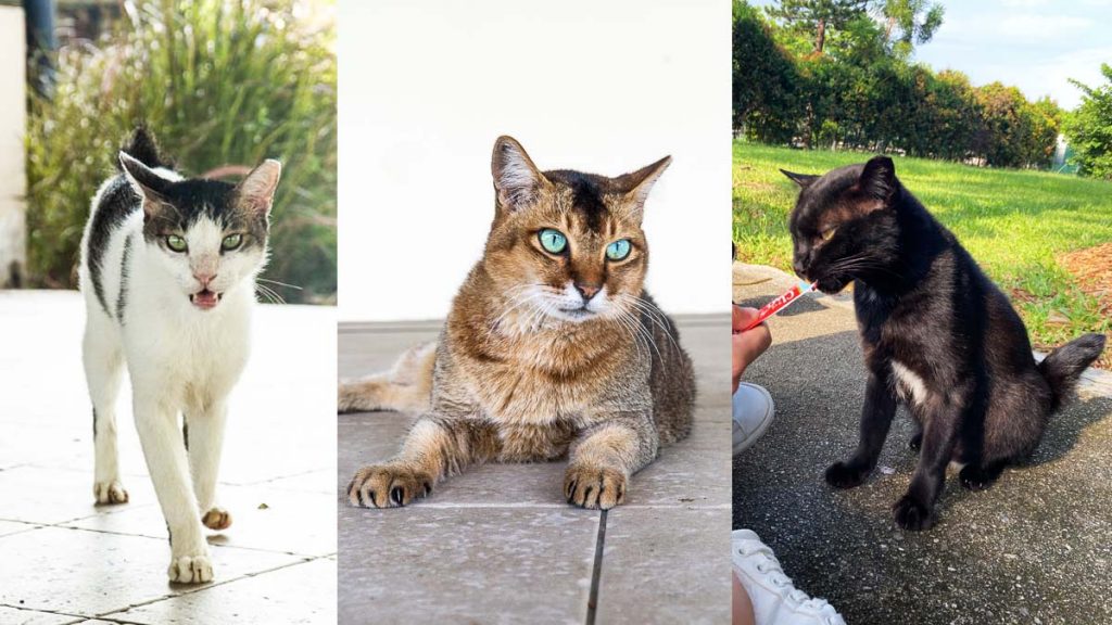 Cats Of St John Island – Southern Islands Singapore