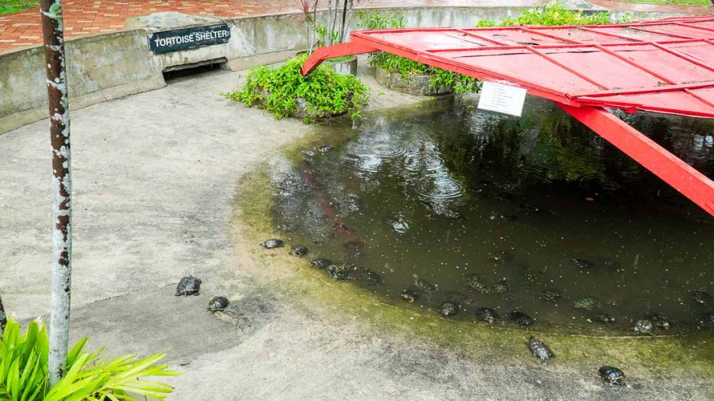 Tortoise shelter – Kusu Island