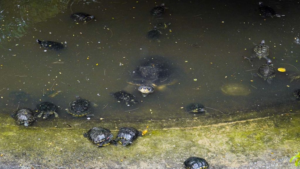 Tortoise in Kusu Island – Southern Islands