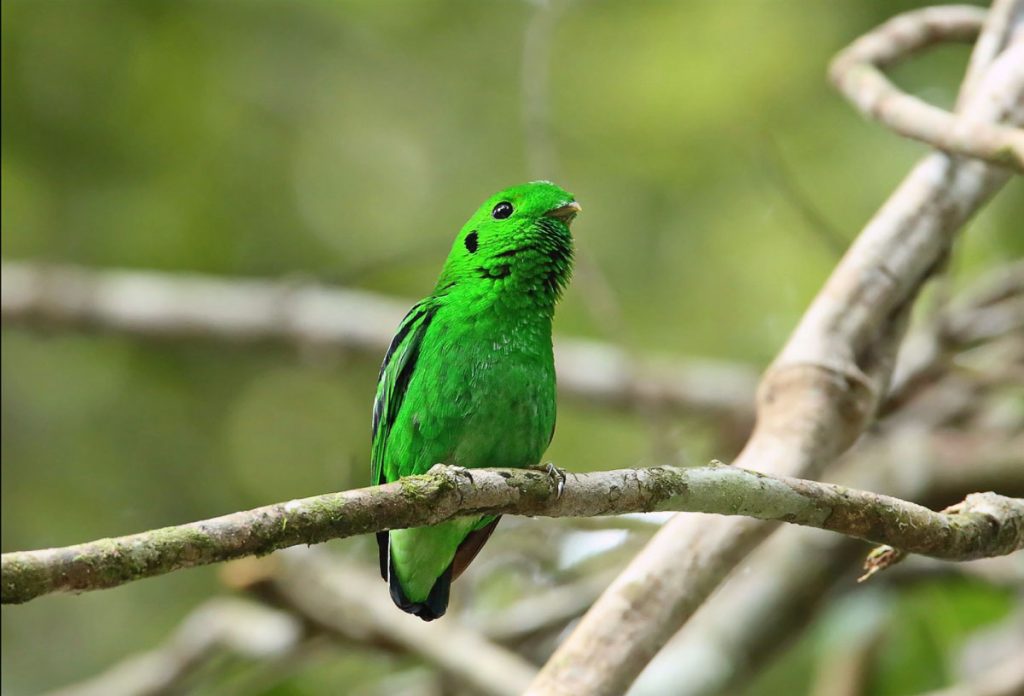 Green Broadbill Bird Extinct in Singapore since 1941