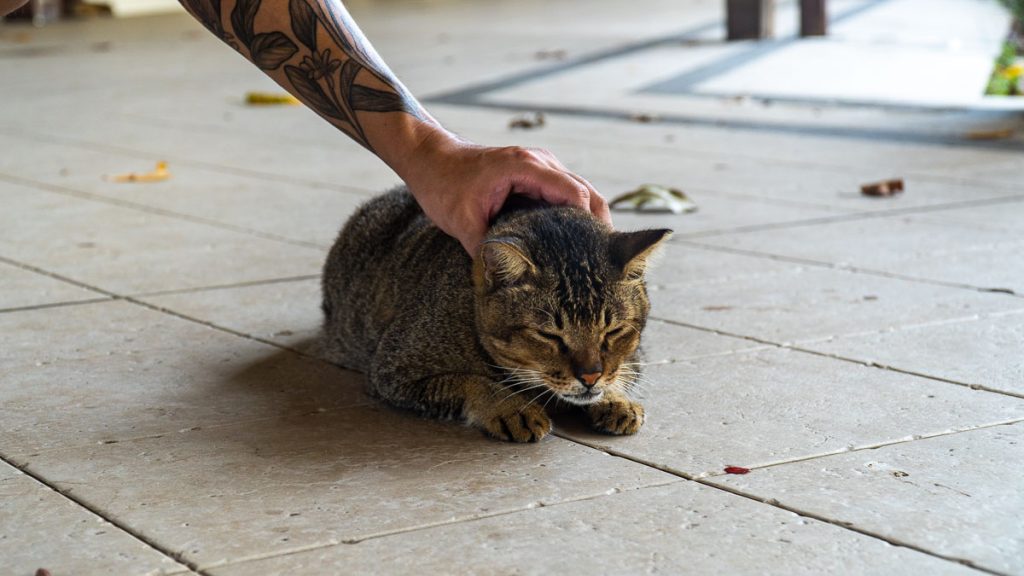 Lazarus Island Resident Cat