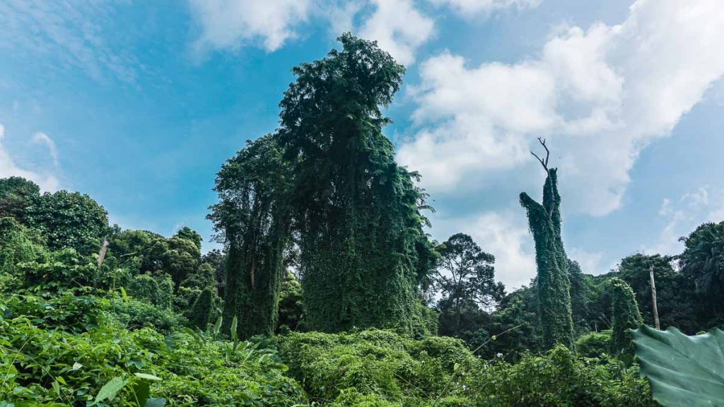 Avatar Trees at Bukit Brown 