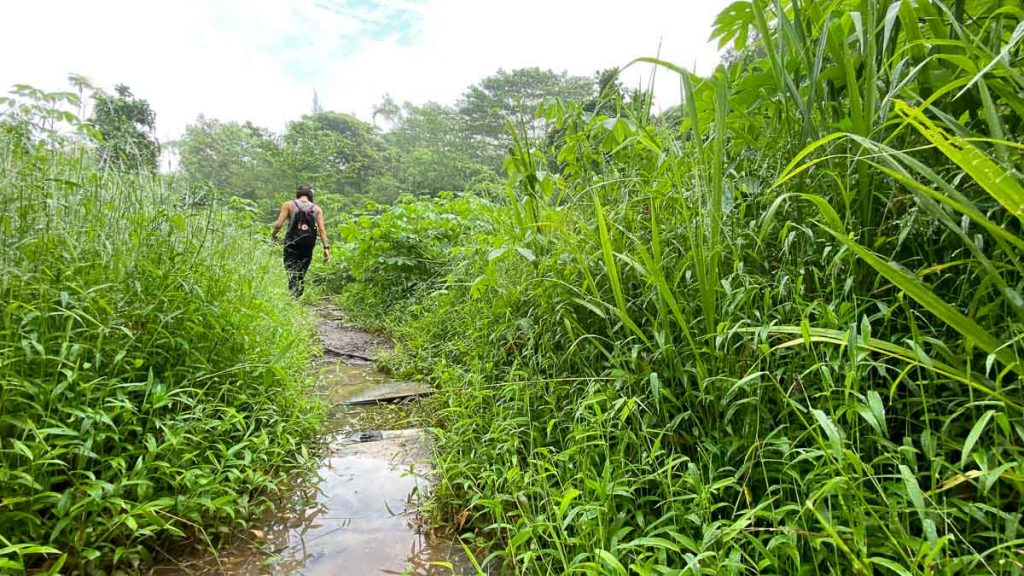 Muddy Pathway between Seah Im Bunker and Keppel Hill Reservoir - Hike in Singapore