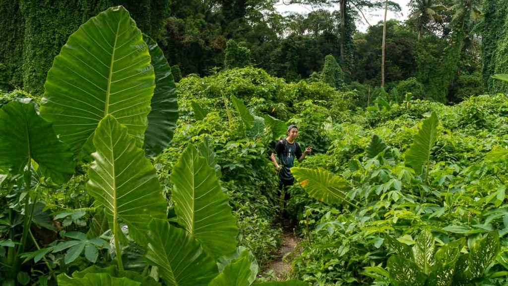 Grandes plantes autour des arbres d'avatar