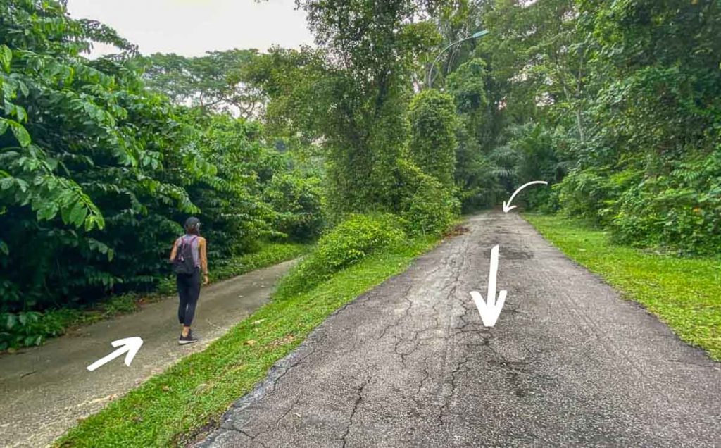 Split path on the way to Keppel Hill Reservoir