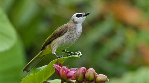 Straw-headed Bulbul