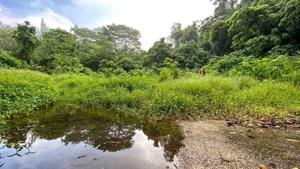 Tall puddle crossing towards Keppel Hill Reservoir - Hike in Singapore