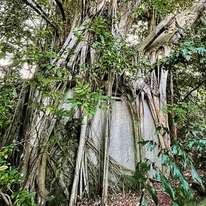 Sembawang bunker engulfed by roots 