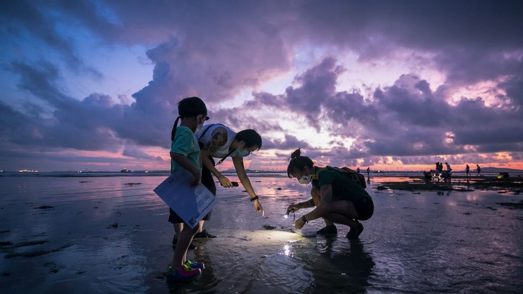 People finding hidden marine wildlife on an intertidal walk