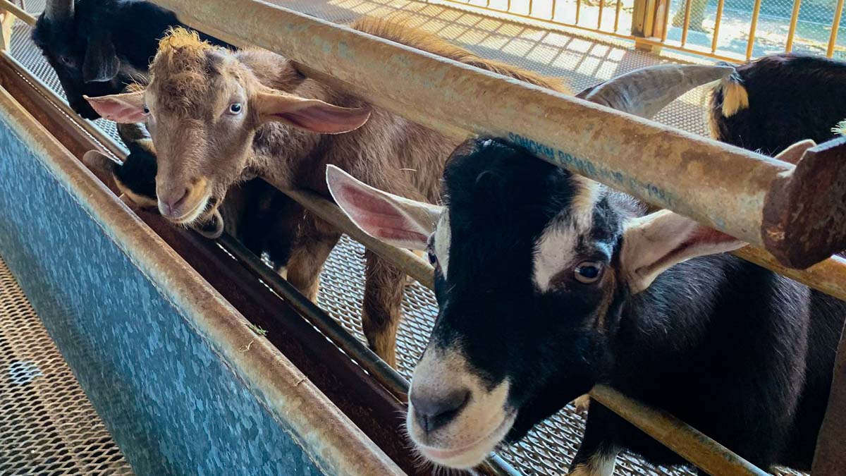 Goats at Hay Diaries