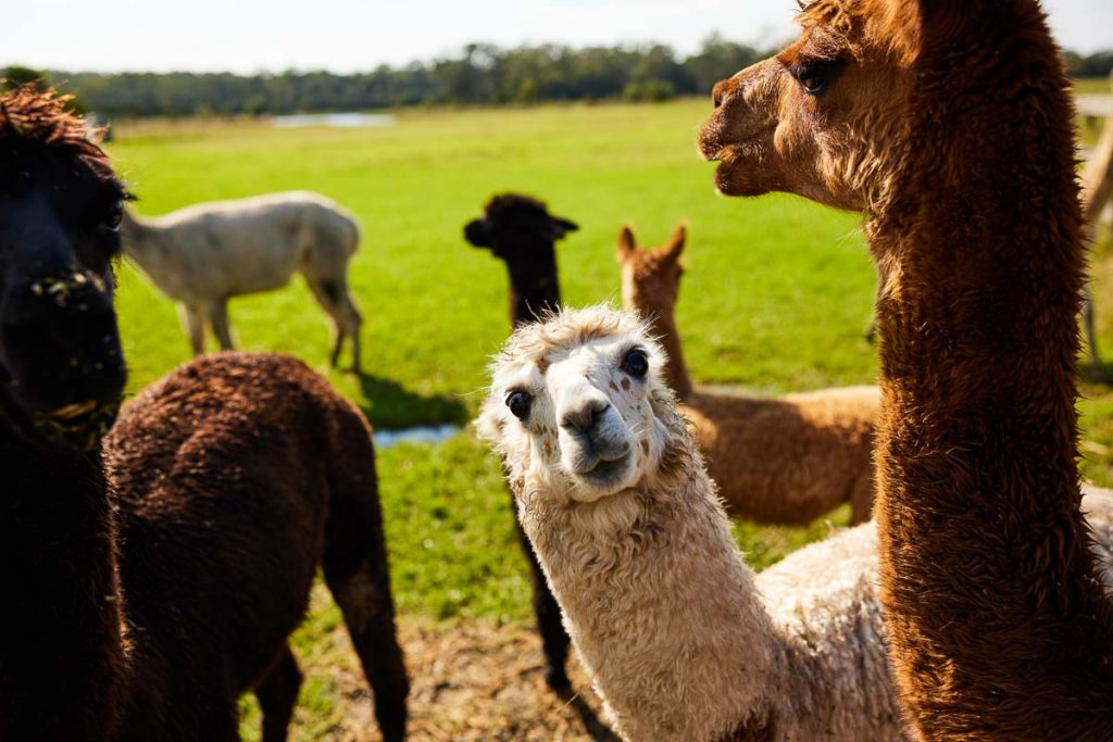 Iris Lodge Alpacas Central Coast - New South Wales Australia