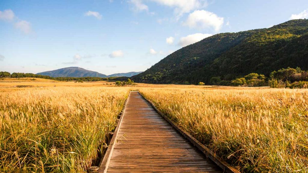 Boardwalk at Tadewara Marsh