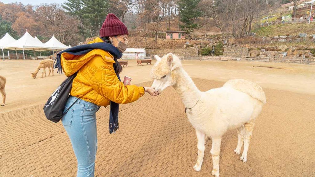 Girl Feeding Alpaca - Things to do in Korea