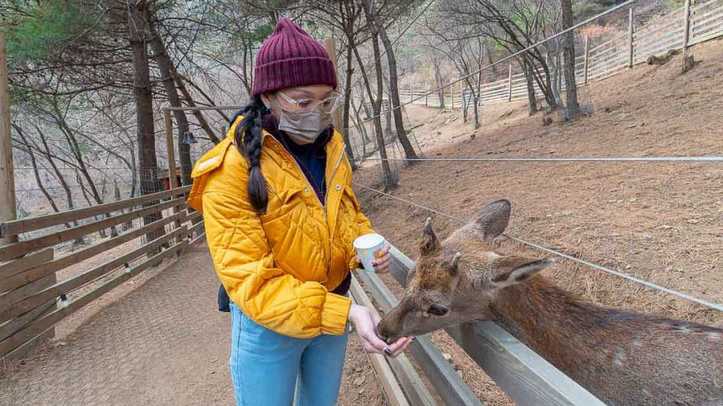 Girl feeding deer - Things to do in Korea