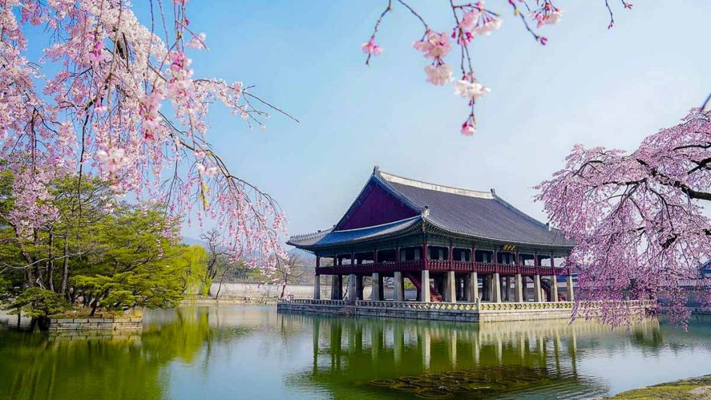 Sakura Blossoms at Gyeonghoeru Pavilion South Korea VTL Itinerary