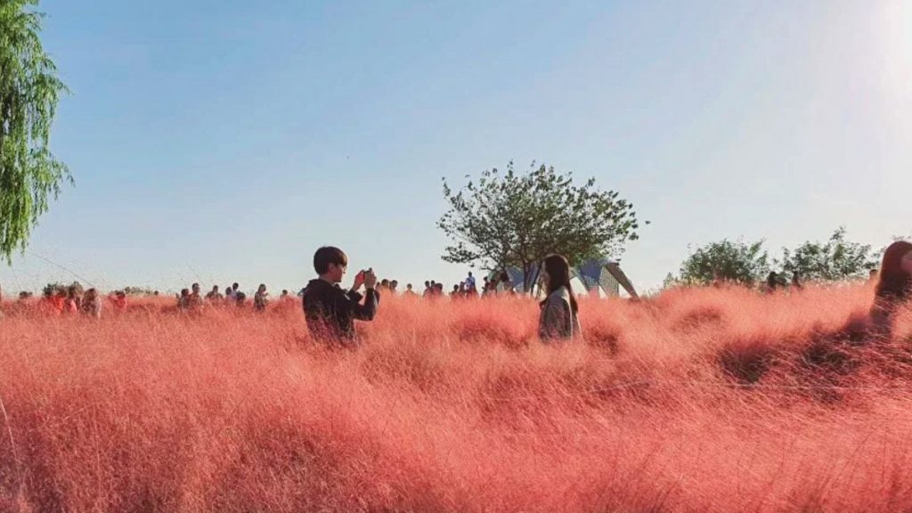 Pink Muhly Grass at Haneul Park